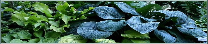 hosta garden entrance